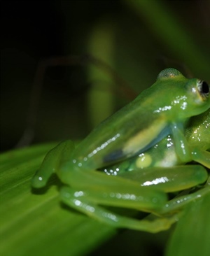 Costa Rican Glass Frog Census