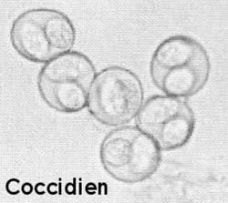 Coccidien.jpg