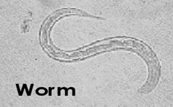 Worm.jpg