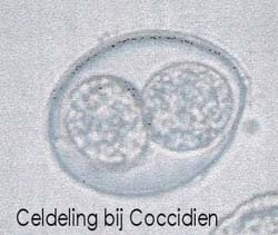 celdeling bij Coccidien.jpg