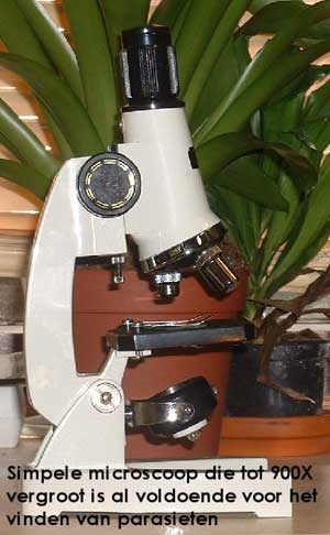 microscoop.jpg