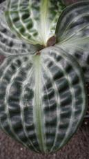 Geogenanthus undatus  behoort tot de Commelinaceae .Herkomst Peru