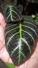 Pearcea hypocyrtiflora(Gesneriaceae) Ecuador