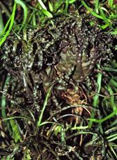 Racinaea crispa  var tustii  heeft de voorkeur voor een vochtig/warm plekje ,maar oppassen! voor natte voeten,daar kan deze beslist niet tegen.