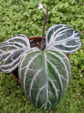 Chamaeranthemum venosum (Acanthaceae) Brazilie