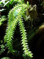 Huperzia (Lycopodium) megastachya - Madagascar