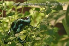 Dendrobates auratus ''Costa Rica'' by Hendrik