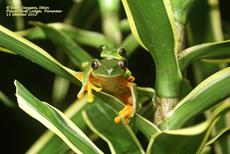 Red Eyed leaf-frog