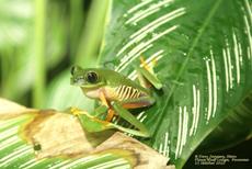 Red Eyed leaf-frog