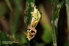 Red Eyed leaf-frog
"Bevruchting"
