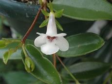 Codonanthe (Gesneriaceae) zijn kruipende epifyten uit tropisch amerika.Zeer geschikt voor beplanting in bovenste (vaak wisselend heet en droog) gedeelte ) van het terrarium. veel licht!