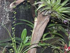 phelsuma laticauda (5)