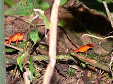 per ongeluk verkeerd gezet bij verkeerde kikkers-soort, maar pumilio's in het wild Costa Rica nov 2007