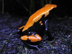 D.galactonotus orange man