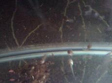 kikkervisjes van de roodoogmaki's
