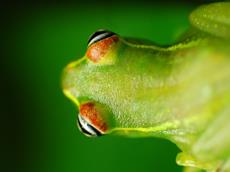 boophis rappiodes