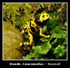 Dendrobates Leucomelas - © KoenvE