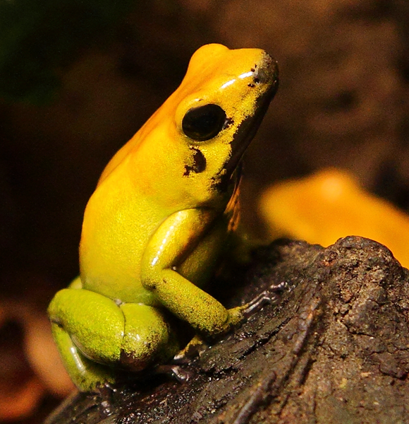 Phyllobates bicolor