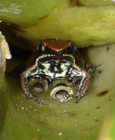 Epipedobates boulengeri