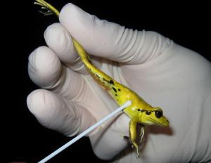 Chytrid schimmel