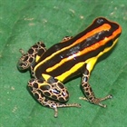 Ranitomeya