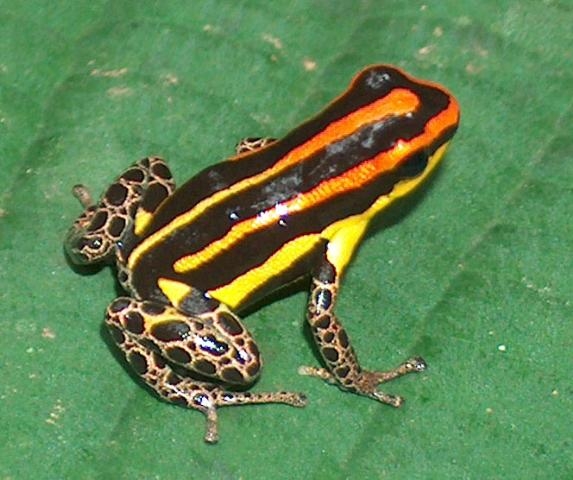 Ranitomeya