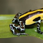 Ranitomeya sirensis (Aichinger, 1991)