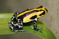 Ranitomeya sirensis (Aichinger, 1991)