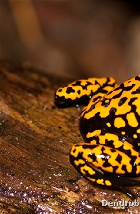 Brazil, Cristalino’s dendrobates