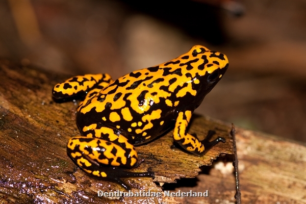 Brazil, Cristalino’s dendrobates