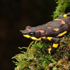 Monitoring Atelopus varius