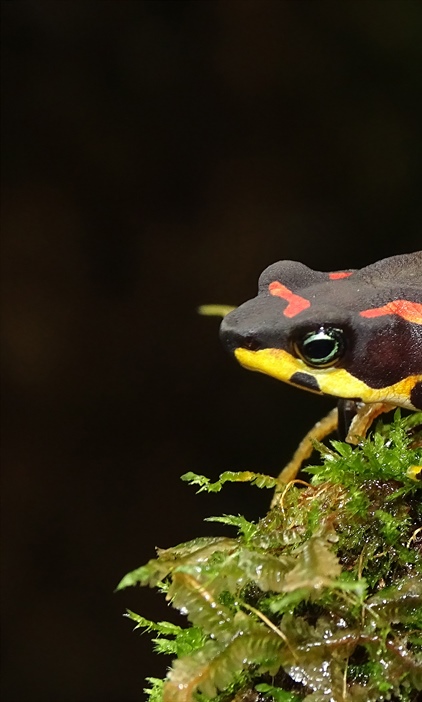 Monitoring Atelopus varius