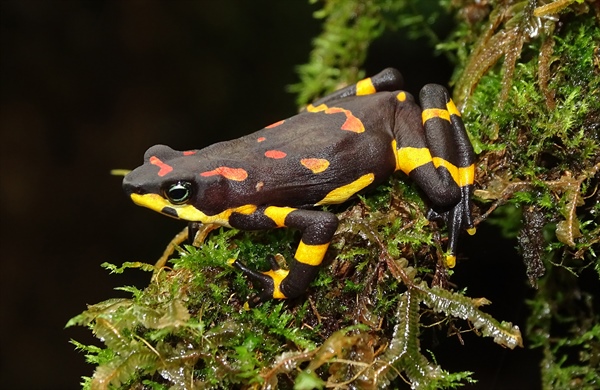 Monitoring Atelopus varius