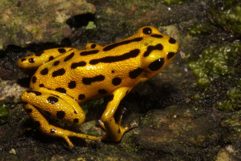 Zoektocht naar Andinobates altobueyensis