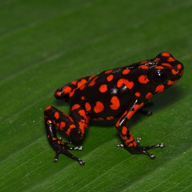 Exploratie naar nieuwe Oophaga-soort