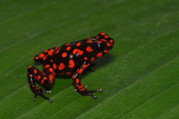 Exploratie naar nieuwe Oophaga-soort