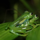 Costa Rican Glass Frog Census
