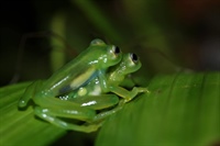 Costa Rican Glass Frog Census