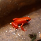 Mantella: Mantella aurantiaca