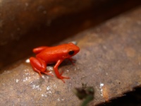 Mantella: Mantella aurantiaca