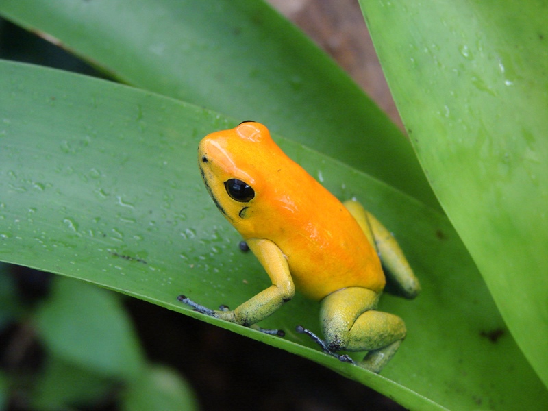 Veldwerk Phyllobates en Andinobates populaties