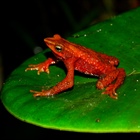 Sierra Nevada de Santa Marta