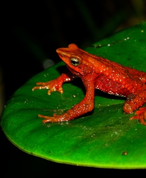 Sierra Nevada de Santa Marta