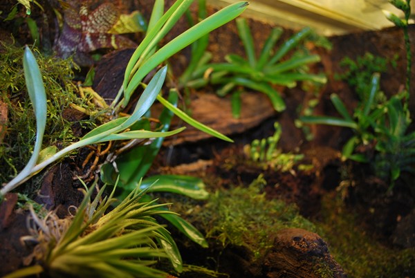 Verschillende groepen planten