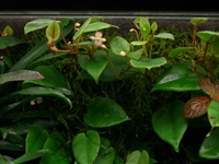 Springstaartjes (Folsomia candida en Collembola sp.)