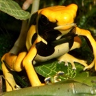 Dendrobates