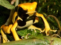 Dendrobates