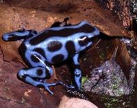 Dendrobates auratus