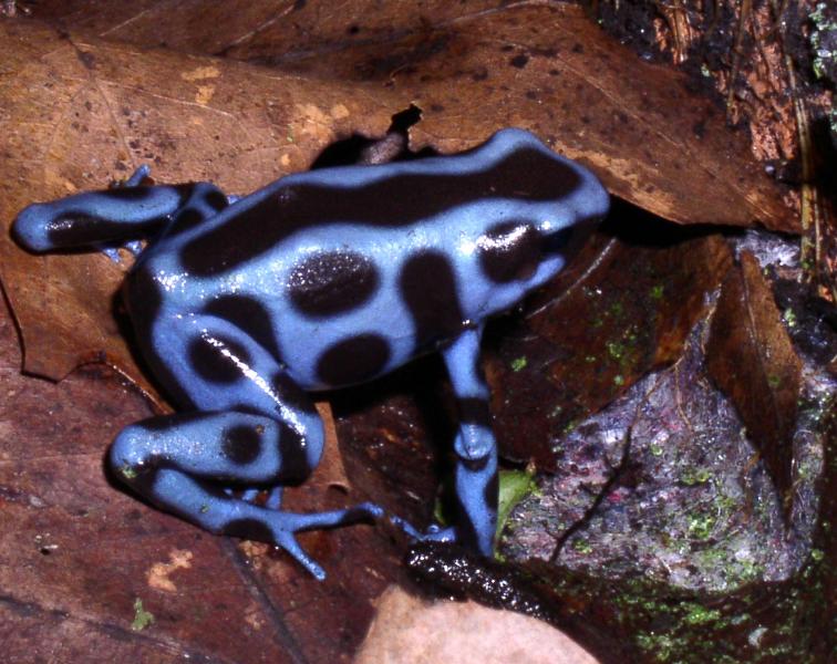 Dendrobates auratus