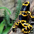 Dendrobates leucomelas